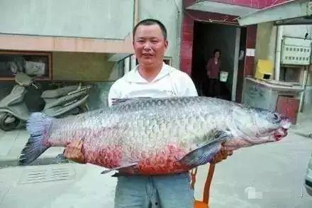 青魚視頻國產在線,國產在線影視盛宴，盡享視聽盛宴