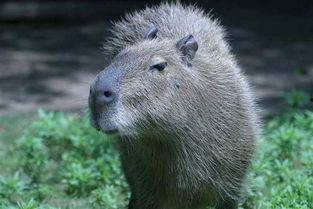 娛樂(lè)吃瓜醬水豚